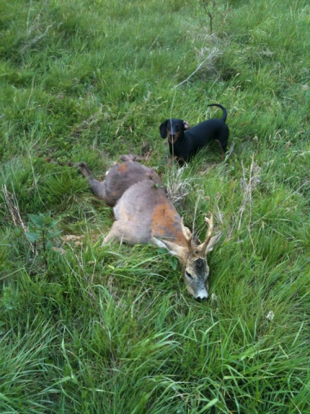Roe-bucks Hunting  11.05-30.09