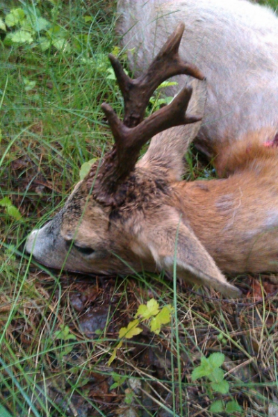 Roe-bucks Hunting  11.05-30.09